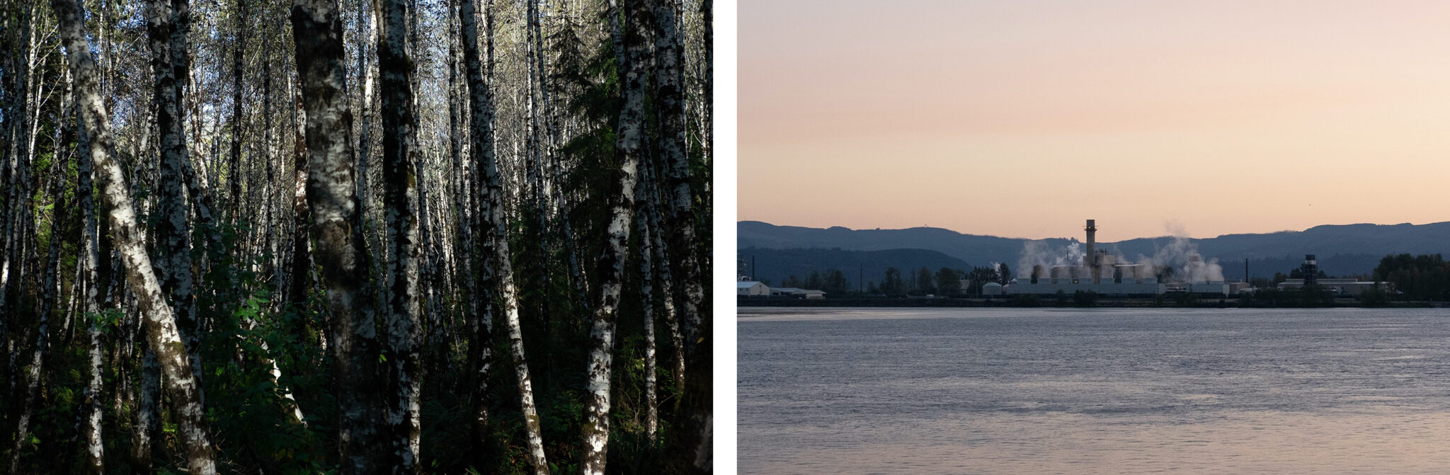 Banking on Oregon Forests Carbon markets could offer middle road in